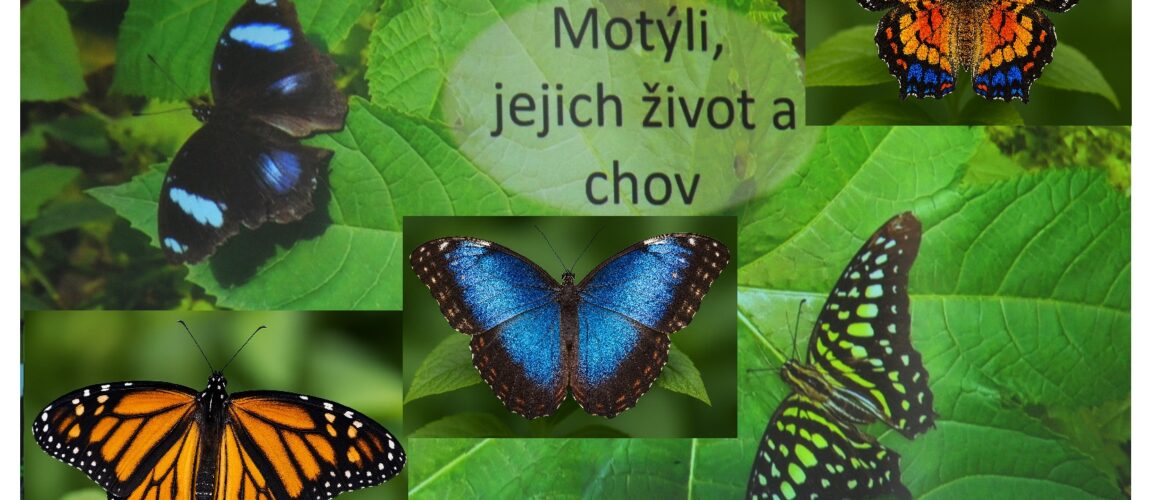 Motýli, jejich život a chov