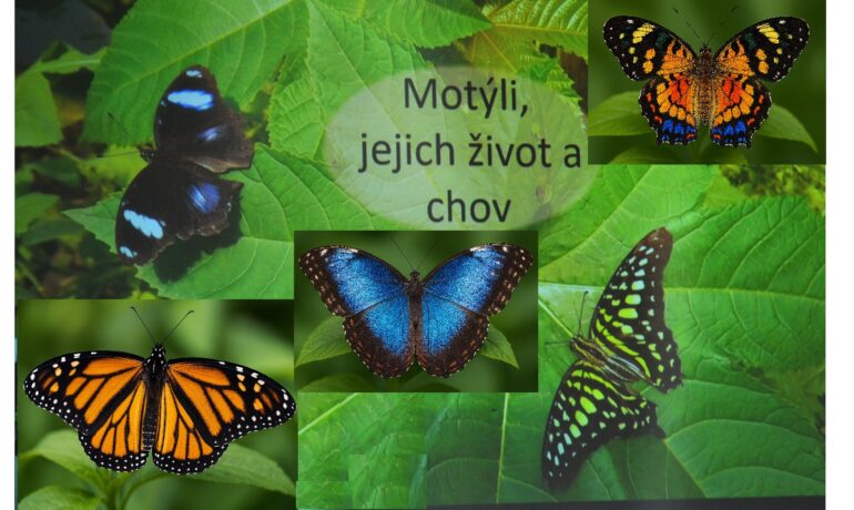 Motýli, jejich život a chov